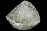 Pyrite Replaced Brachiopod (Paraspirifer) - Ohio #89733-1